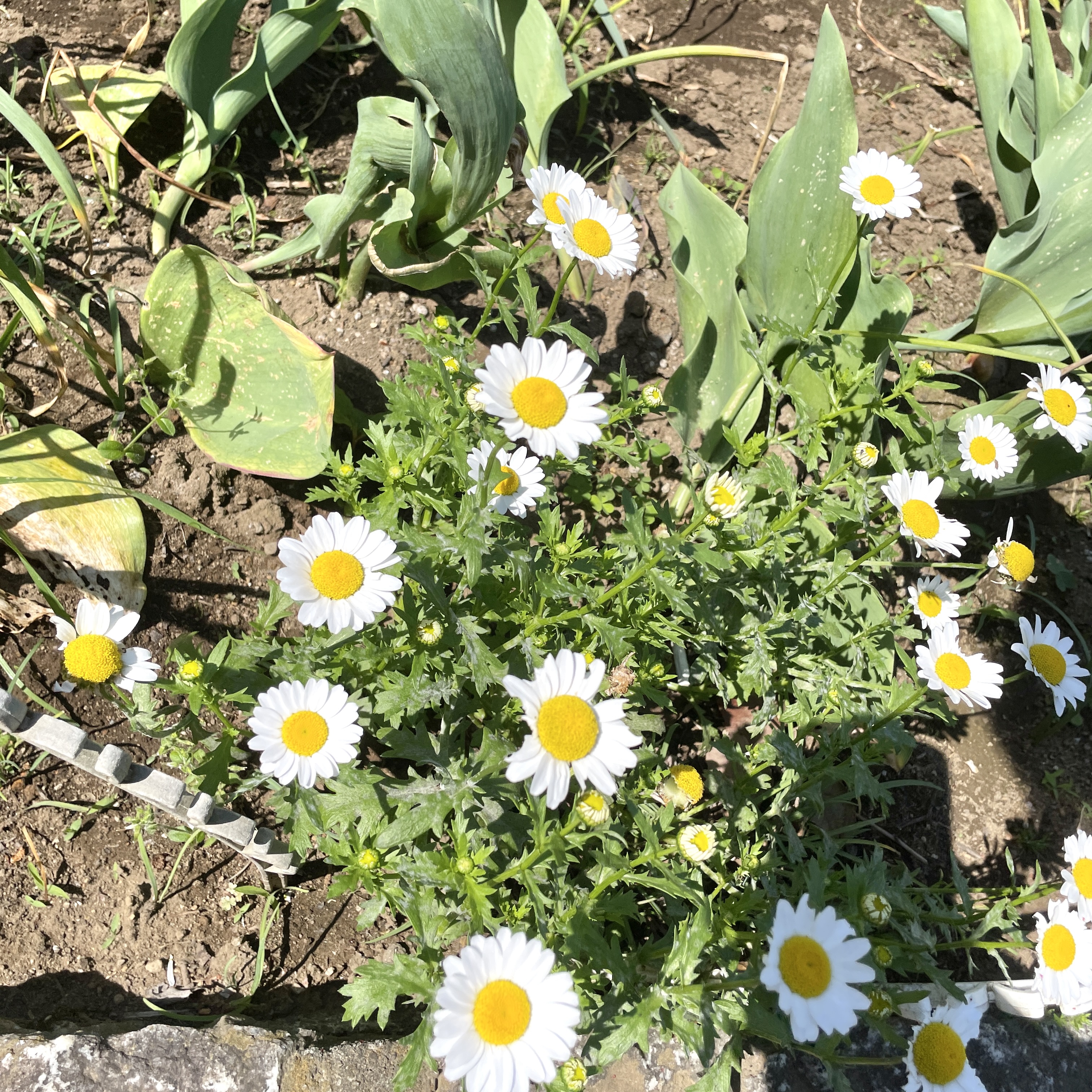 Cenbless　成増フェイシャル＆ネイルサロン　都立赤塚公園までサイクリング